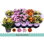 Chrysanthemum Krüsanteem indi mix bicolour 12cm
