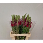 Antirrhinum Lõvilõug Maryland Red 75cm