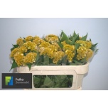 Celosia Mätashari Act Inca 65cm