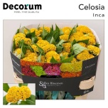 Celosia Mätashari Act Inca 75cm