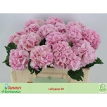 Hydrangea Hortensia Lollipop Pink 50cm*5