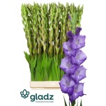 Gladiolus Gladiool Mojito 120cm