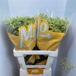 Limonium Parkjuur China Yellow 60cm