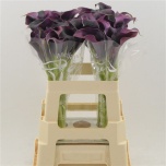 Zantedeschia Kalla Rudolph 60cm