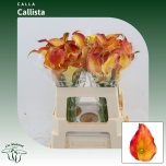 Zantedeschia Kalla Callista 55cm