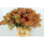 Cotinus Parukapuu C Young Lady Extra 55cm (tk)