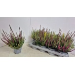 Calluna vulg Kanarbik nova mixed 4 colour 13cm