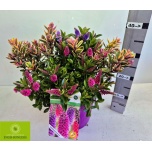 Hebe Puismailane mix 23cm