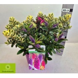 Hebe Puismailane mix 23cm
