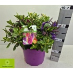 Hebe Puismailane mixed 23cm