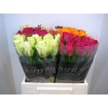 Roos 40cm mix Agri Flowers