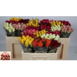 Roos 60cm MIX in bucket (Tana Flora)