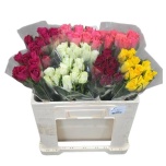 Roos 50cm MIX in bucket (Special Roses)