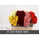 Roos 50cm MIX in bucket Nini