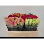 Roos 50cm MIX in bucket (Dale Tiara)