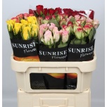 Roos 70cm MIX in bucket (Sunrise Roses)