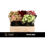Kobarroos 50cm mix (Tinaw Flower)