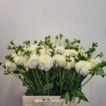 Dahlia Daalia white aster 45cm