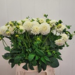 Dahlia Daalia Pom White Aster 50cm