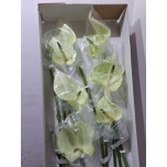 Anthurium Flamingolill Princess Ariane Mint