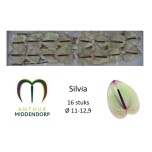 Anthurium Flamingolill Silvia
