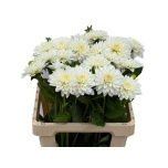 Dahlia Daalia White Cap 60cm