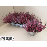 Calluna vulg Kanarbik garden girls mix in pot 3 kl 12cm