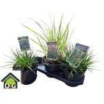 Grass mix 3 varieties in fust 19cm