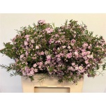 Chamelaucium Sidrunmürt Dancing Queen 60cm