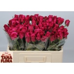 Roos 50cm Grand Europe (Tana Flora)