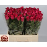 Roos 60cm Grand Europe