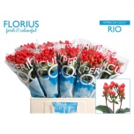 Hypericum Naistepuna Coco Rio 60cm