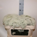 Trachelium Kaelakellukas supreme white 65cm