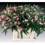 Euphorbia Piimalill Pink Baron 60-65cm