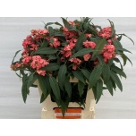 Euphorbia Piimalill Pink Baron 60-65cm
