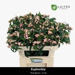Euphorbia Piimalill Pink Baron 70-75cm