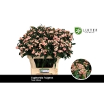 Euphorbia Piimalill Pink Baron 75cm