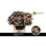 Euphorbia Piimalill Pink Baron 75cm