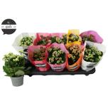 Kalanchoe Kalanhoe double rose flowers mixed 10,5cm