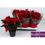 Euphorbia pulch Jõulutäht christmas eve 14cm