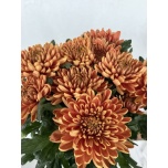 Chrysanthemum Krüsanteem BL Rossano ov*10