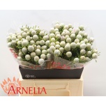 Leucadendron Valgepuu Jade Pearl 40cm