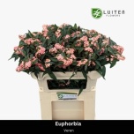 Euphorbia fu Pink Baron 70cm