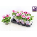 Primula obc Priimula twilly series Touch Me f1 red white 12cm