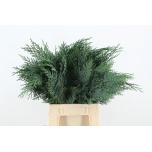 Conifer Blue 45cm pk