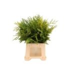 Conifer yellow 50cm
