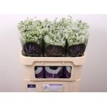 Ammi Majus Graceland 70cm