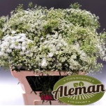 Ammi Majus Graceland 80cm