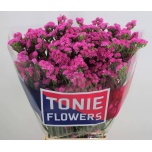 Limonium Parkjuur S Eternal Pink 70-75cm