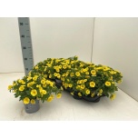 Calibrachoa Puispetuunia cabe yellow 10,5cm